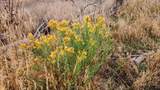 448 Wagon Mesa Loop - Photo 29