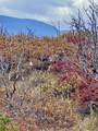 Tract 15 Raspberry Mountain Ranches - Photo 12