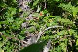 Tract 1 Cuchara Pass Ranch - Photo 13
