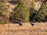 TBD Four Mile Canyon - Photo 22