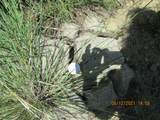 30910 Pavo Canyon Trail - Photo 9