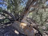 TBD Lower Mine Road - Photo 22