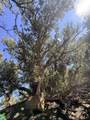 TBD Lower Mine Road - Photo 38