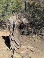 TBD Lower Mine Road - Photo 41
