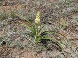 TBD Majors Ranch Lot 31-B - Photo 6