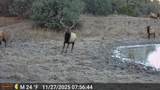 11730 Widow Woman Canyon Rd - Photo 34