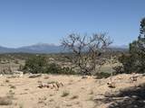 26 Turkey Creek Ranch - Photo 20