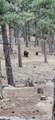 23251 Elk Trail - Photo 50