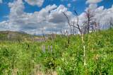  Lot 8 Piney Ridge Ranch - Photo 50