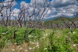  Lot 8 Piney Ridge Ranch - Photo 56