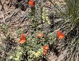  Lots 3&4 Navajo Ranch Estates - Photo 3