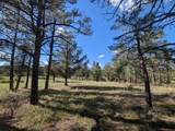13115 Silver Spruce Circle - Photo 4