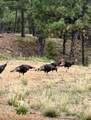 TBD Gene Spur - Photo 45