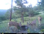 33011 Hidden Meadow Lane - Photo 51