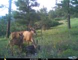 33011 Hidden Meadow Lane - Photo 56