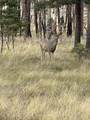 lot 542 Forbes Park - Photo 8