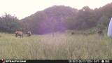 17001 Peacock Rd - Photo 47