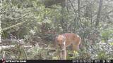 17001 Peacock Rd - Photo 49