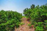 Lot 77 Tres Valles - Photo 43