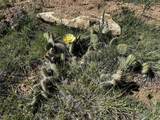  Lot 246 Unit Cc-2 Cl&G Ranch - Photo 13