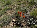  Lot 246 Unit Cc-2 Cl&G Ranch - Photo 15