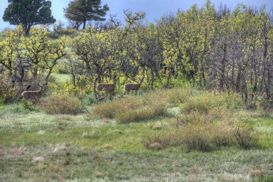 Tract 21 Raspberry Mountain Ranch - Photo 1