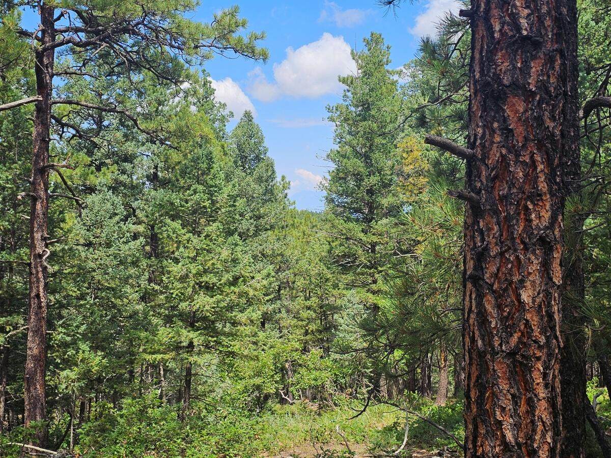 32 Puma Ct - Photo 1