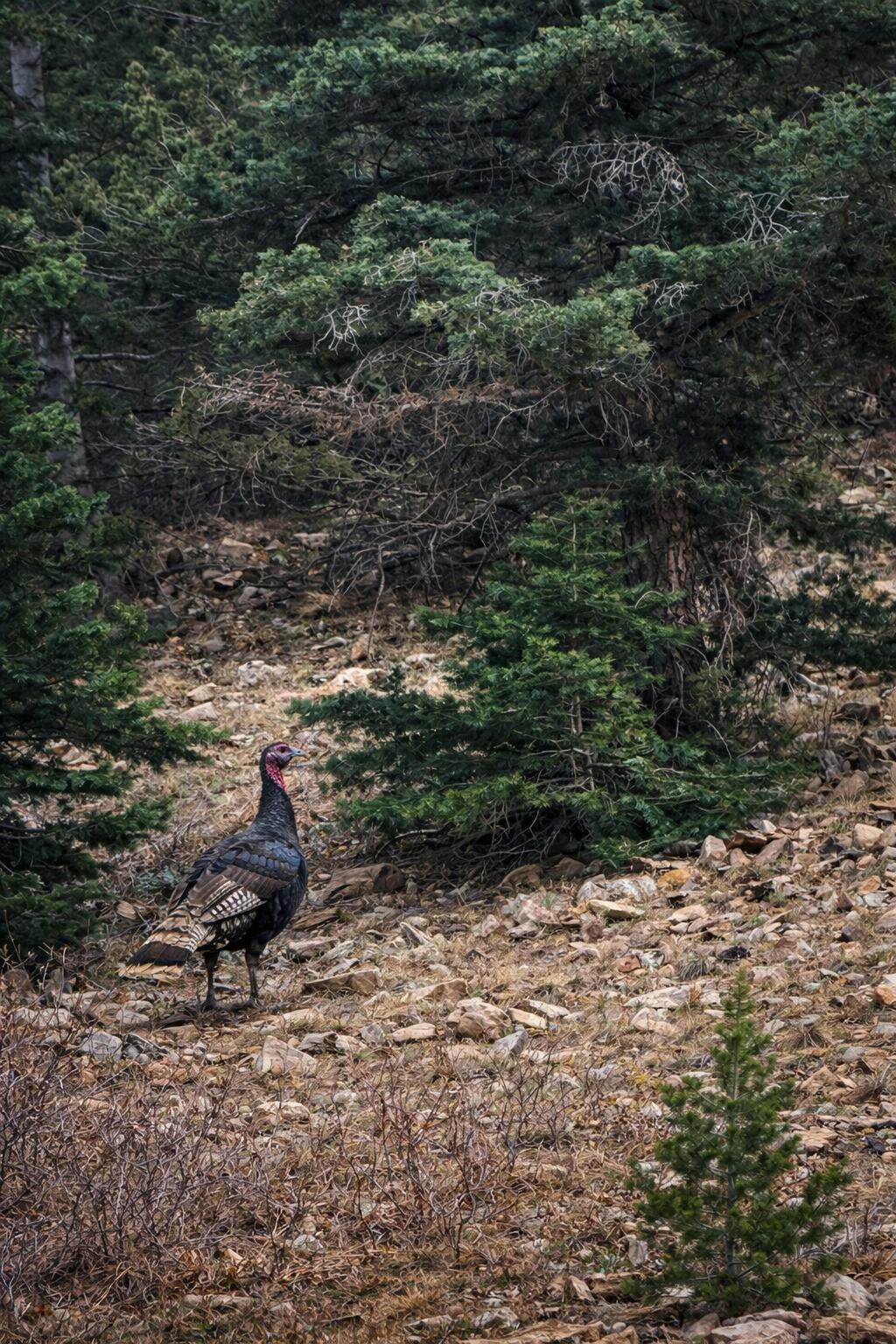 https://bt-photos.global.ssl.fastly.net/spanishpeaks/orig_boomver_1_26-755-2.jpg