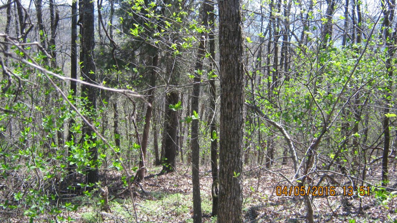 Tbd Stallion Bluff Road - Photo 1
