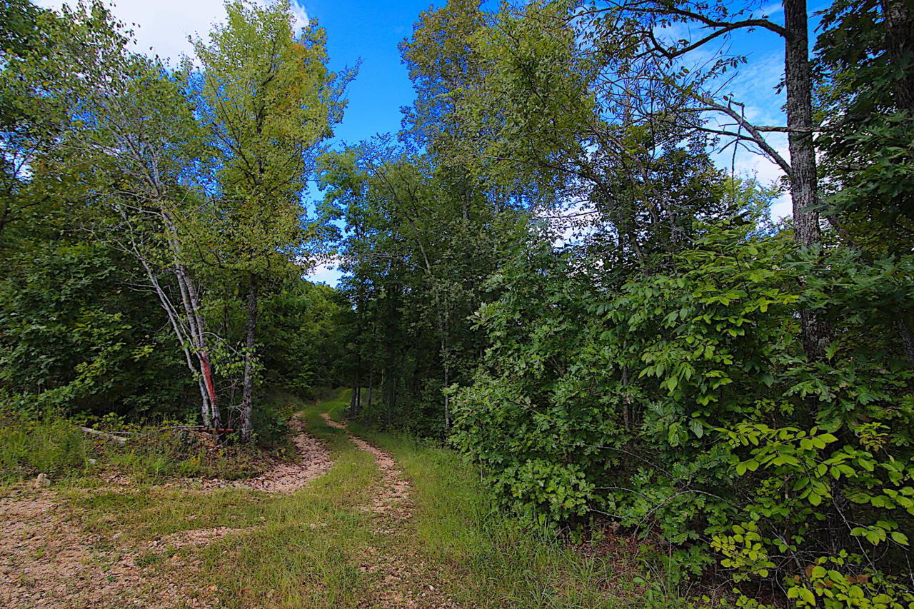 Tbd County Road 106-309 - Photo 1