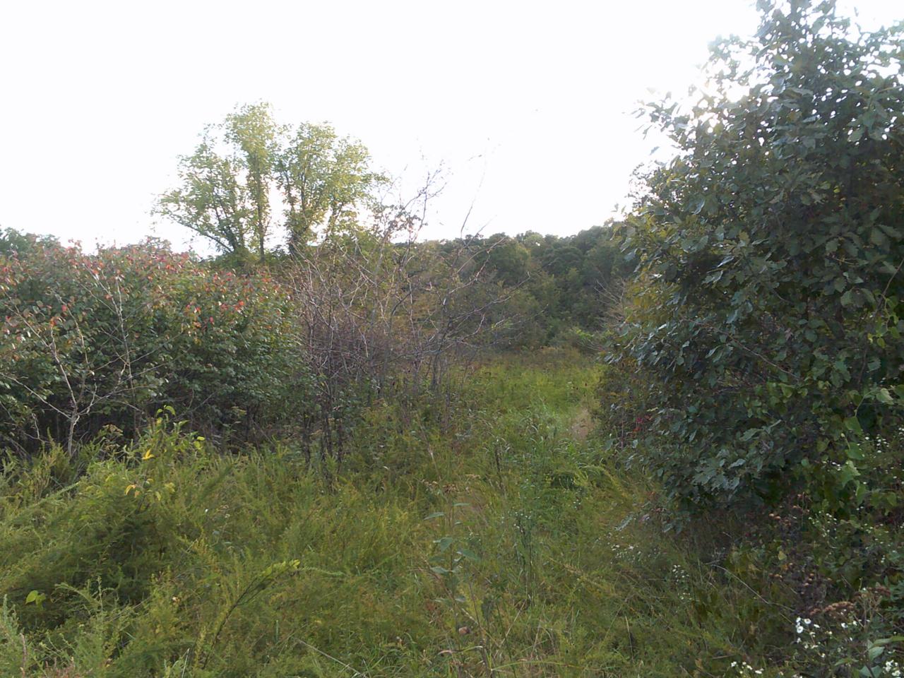 Tbd 1 Highway 86 - Photo 1