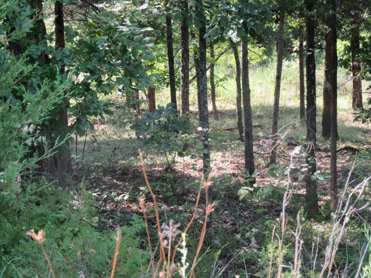 133 Appaloosa Trail - Photo 1