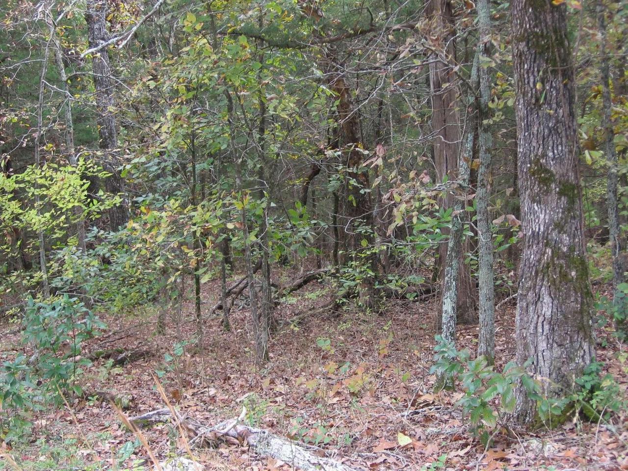 Lot 15 Eagles Bluff Estates - Photo 1 Lot 15 Eagles Bluff Estates - Photo 1