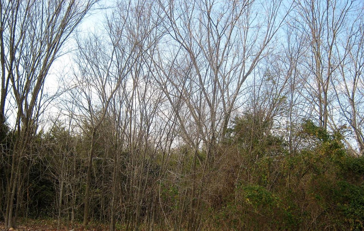 Tbd Oak Ridge Drive - Photo 1