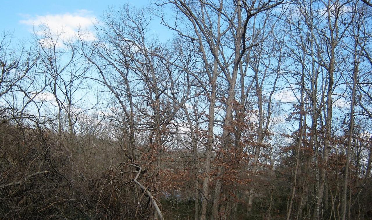 Tbd Oak Ridge Drive - Photo 1