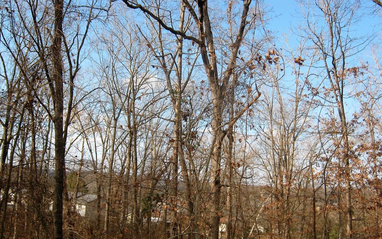 Tbd Oak Ridge Drive - Photo 1