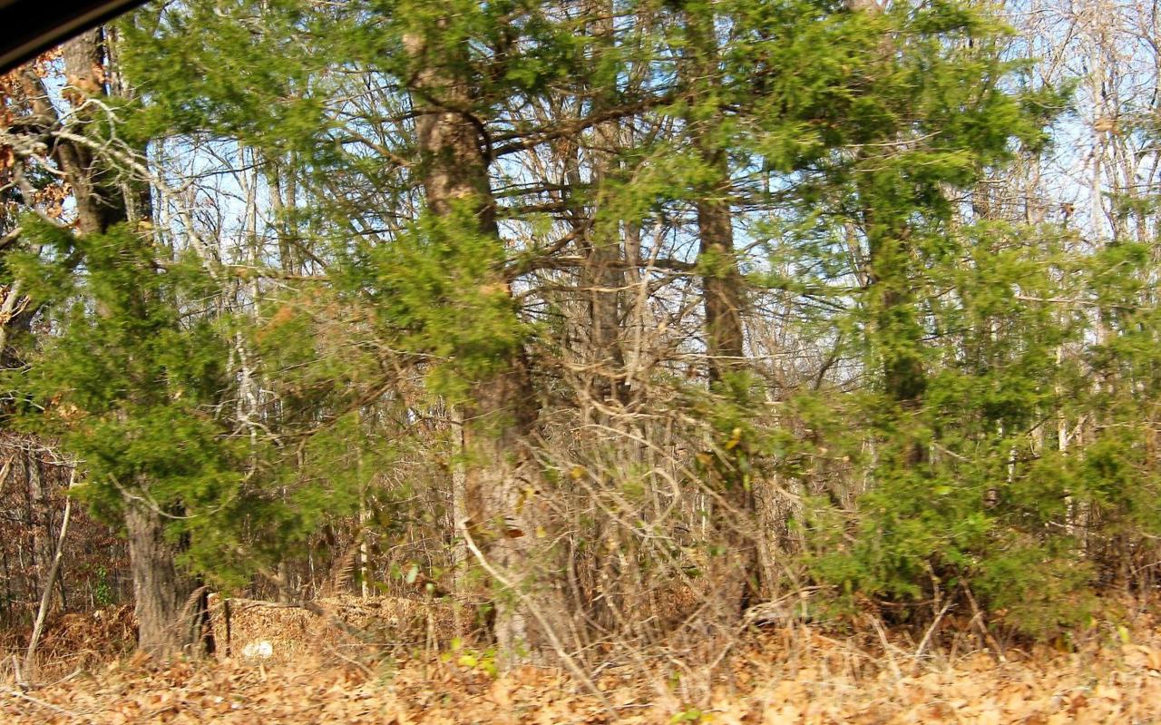 Tbd Oak Ridge Drive - Photo 1