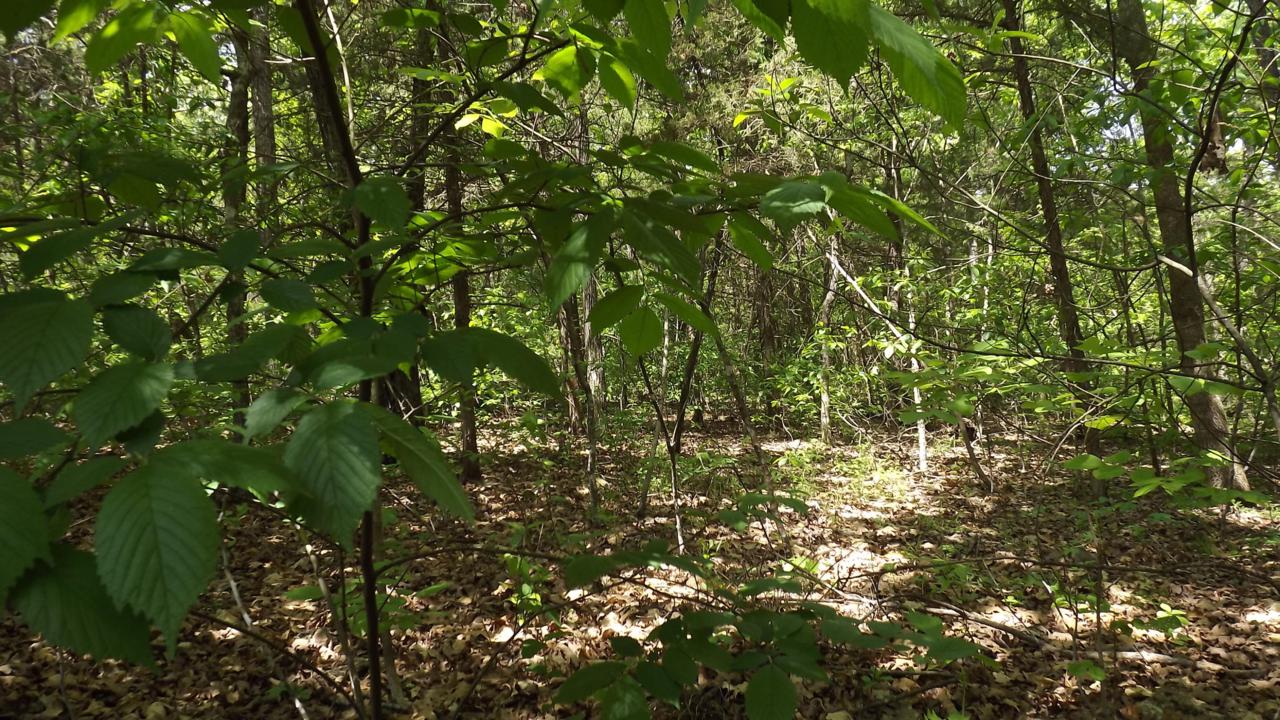 Lt 16-18 Timber Springs Road - Photo 1