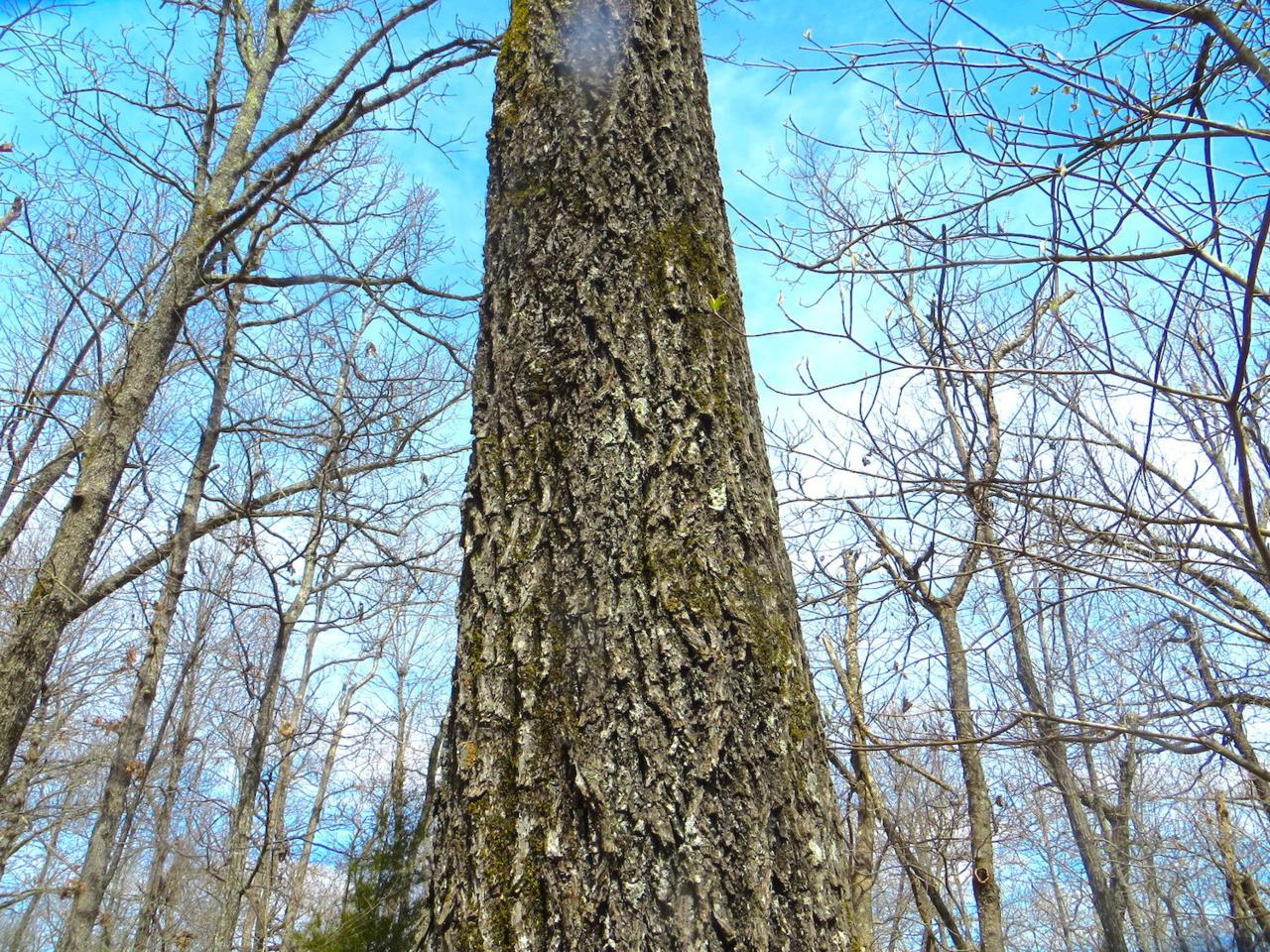 Tbd Union Hill Road - Photo 1