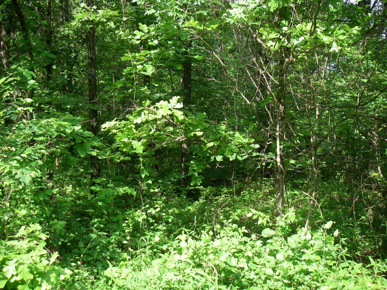 0 374 Pvt. Rd. - Photo 1
