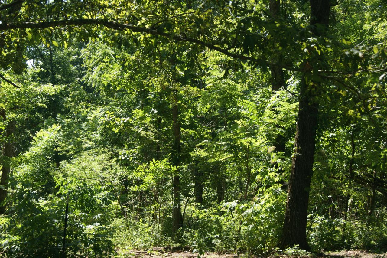 Tbd County Road 345 - Photo 1