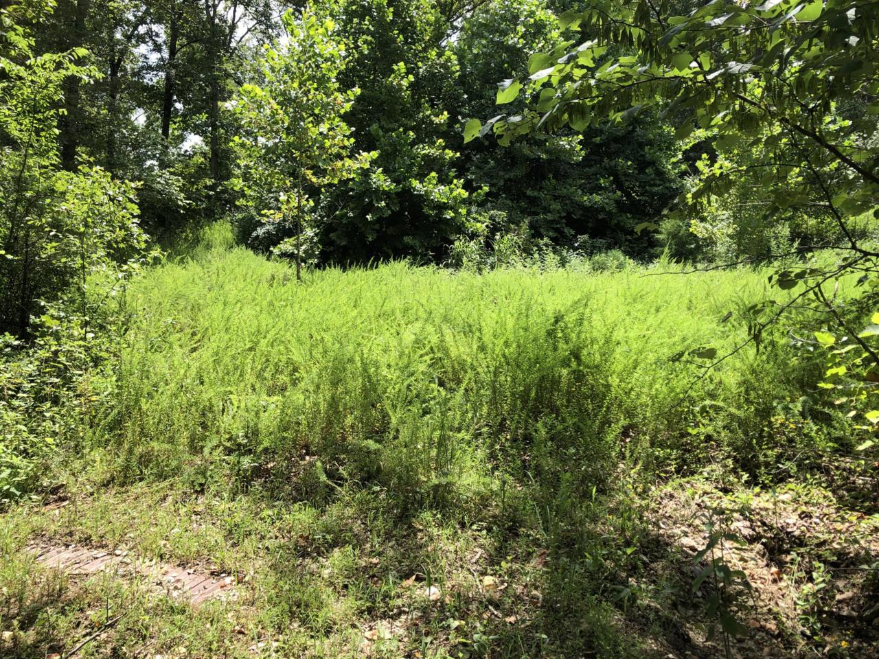 Tbd Hummingbird Lane - Photo 1