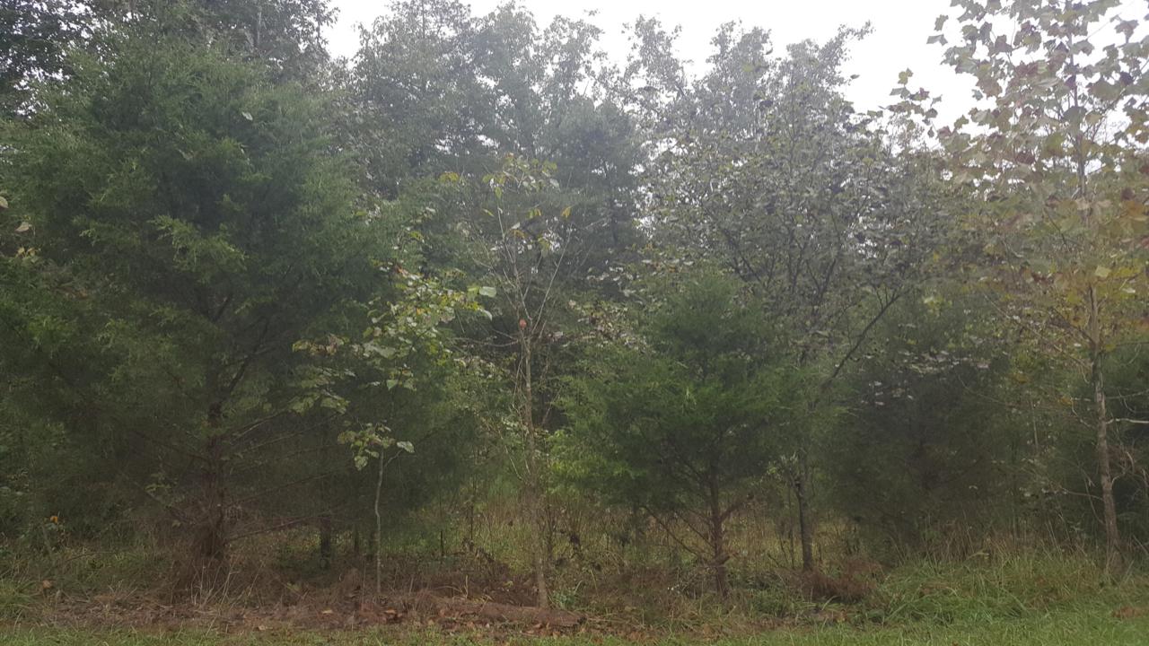 Tbd Shore Acre Dr. - Photo 1