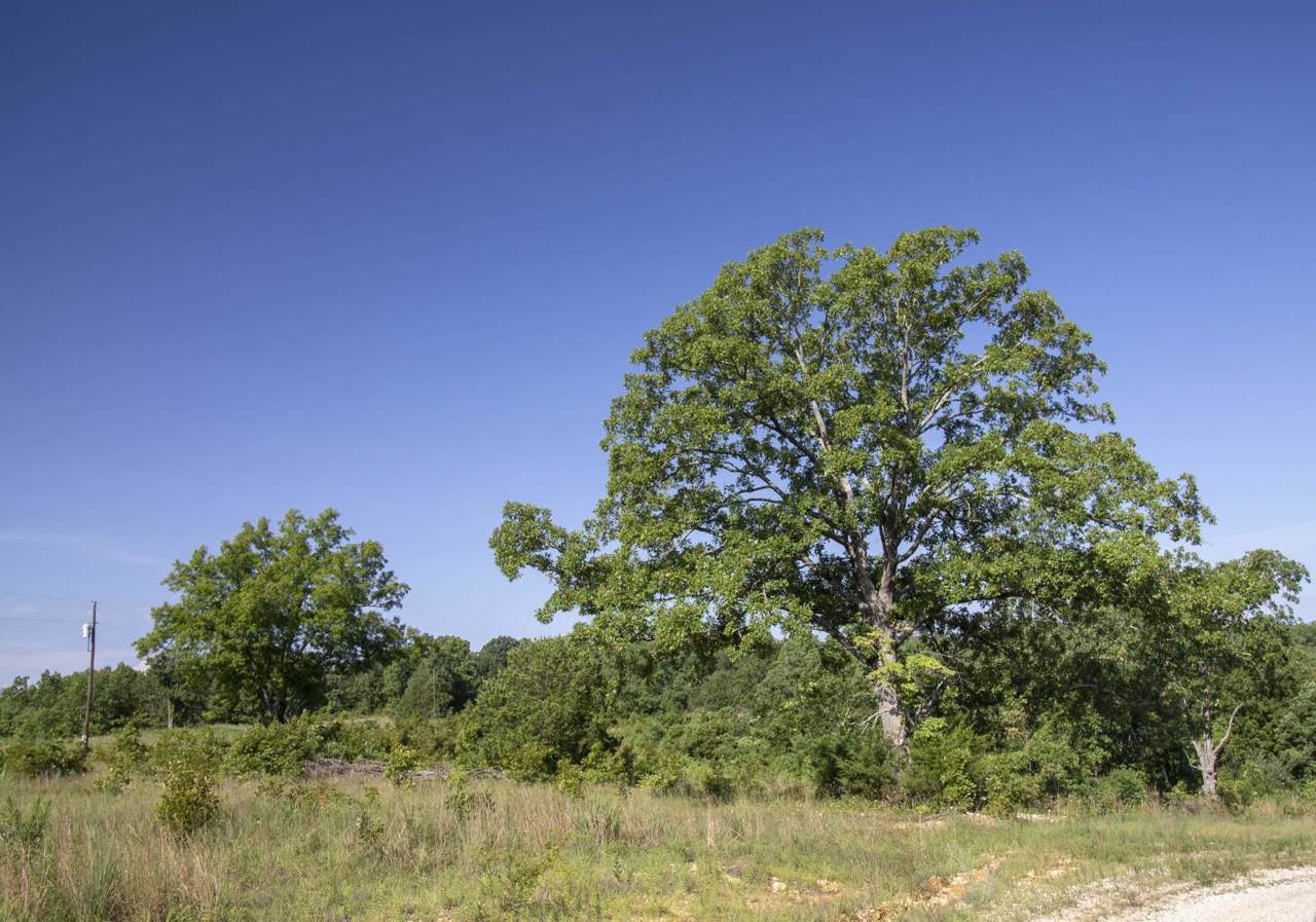 Tbd Riley Hunter Drive - Photo 1