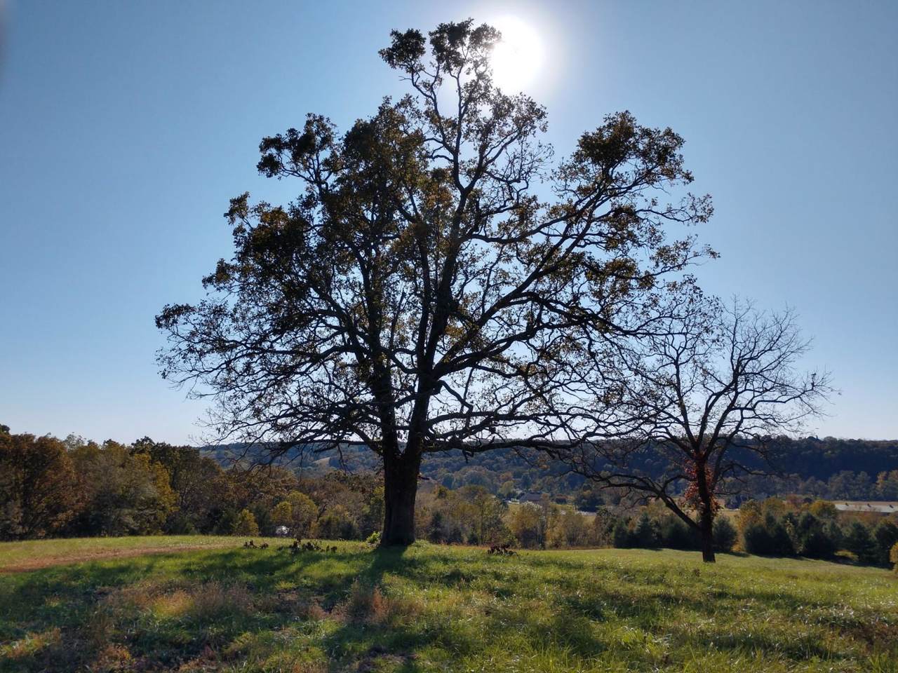 Tbd Covered Bridge Rd (20 Acres) - Photo 1
