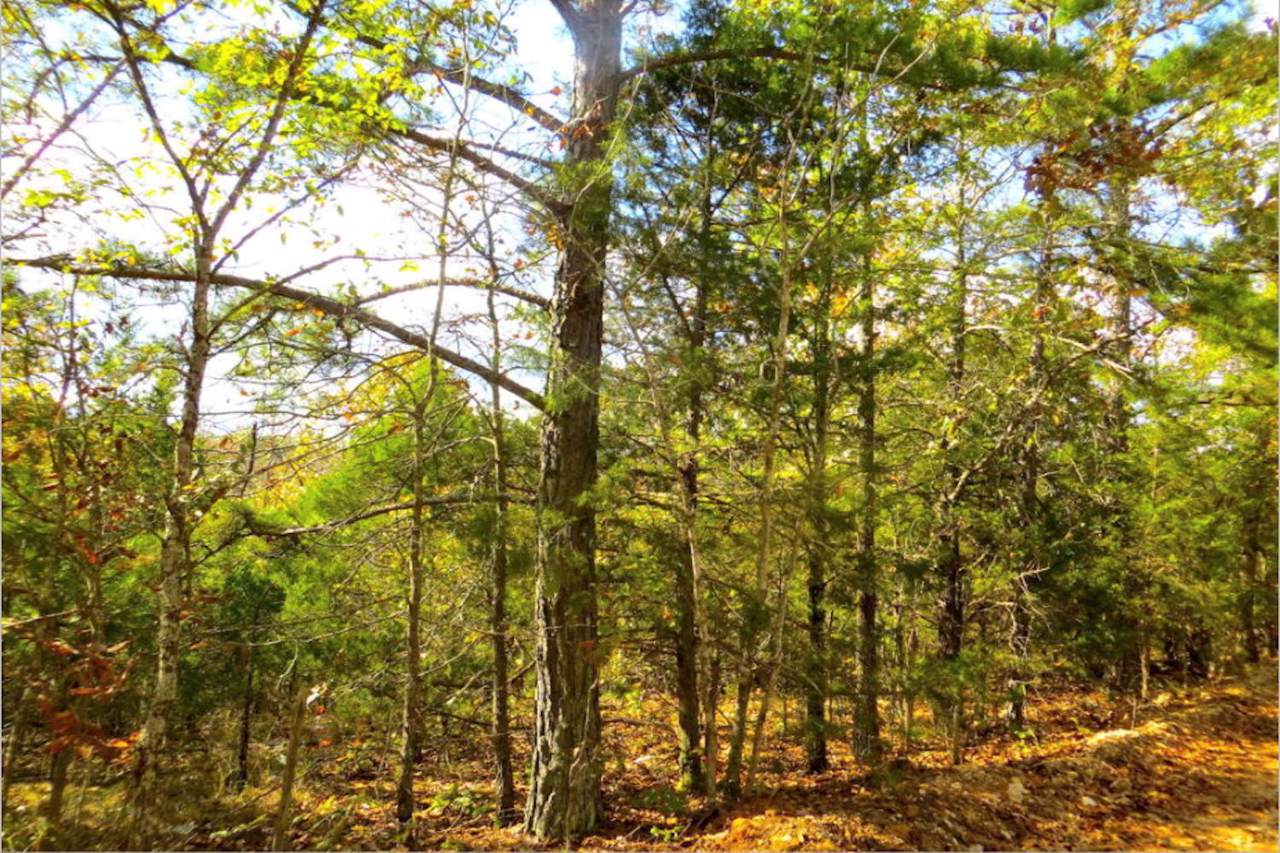 000 Bayou Access Road - Photo 1