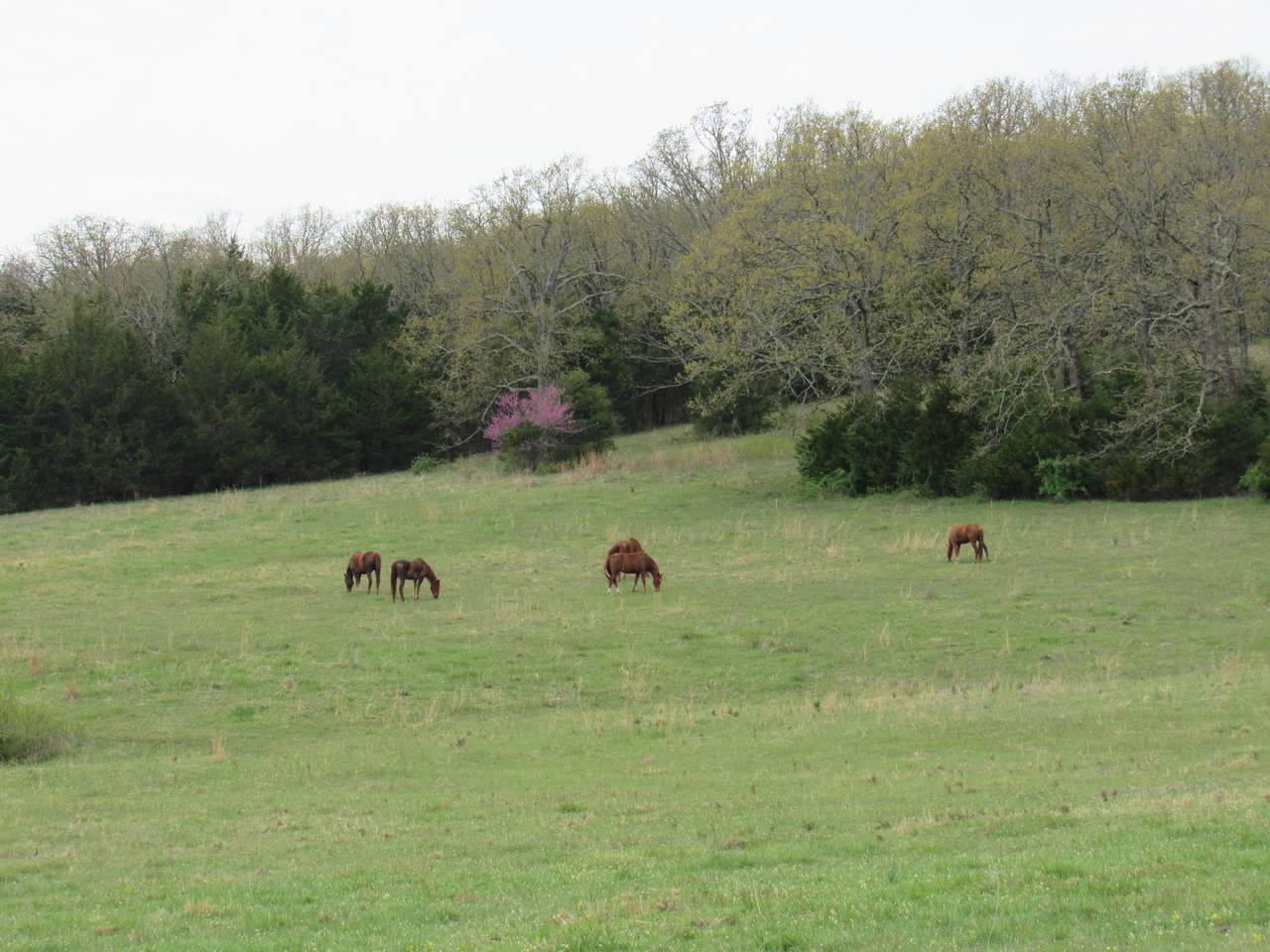 0 Countryside Lane - Photo 1 0 Countryside Lane - Photo 1