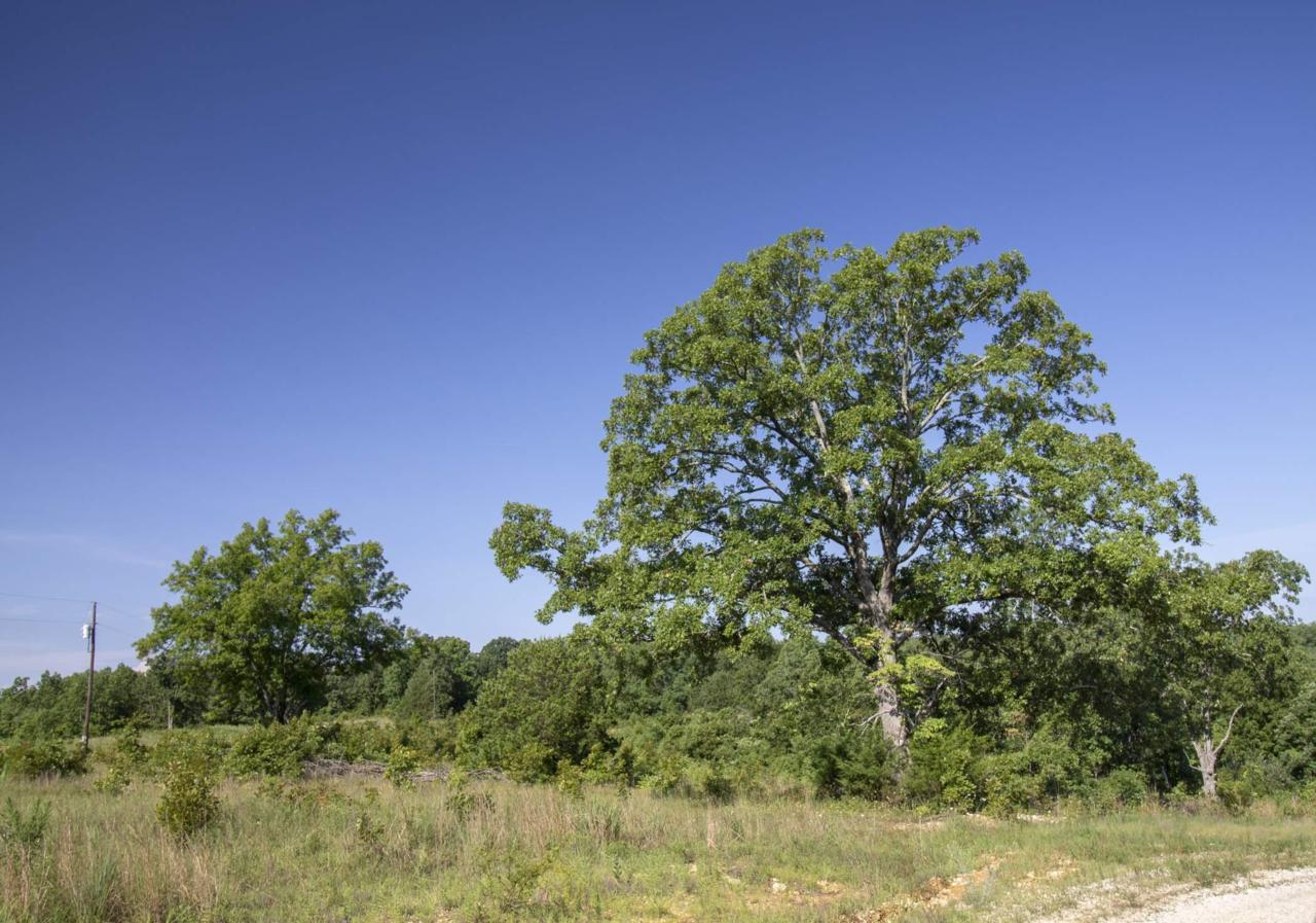 Tbd Riley Hunter Drive - Photo 1