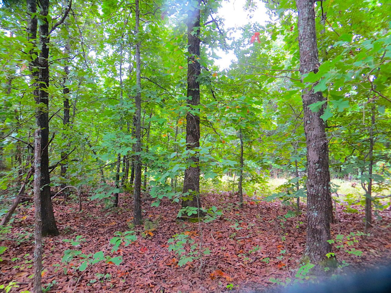 Tbd Ridgehaven Road - Photo 1