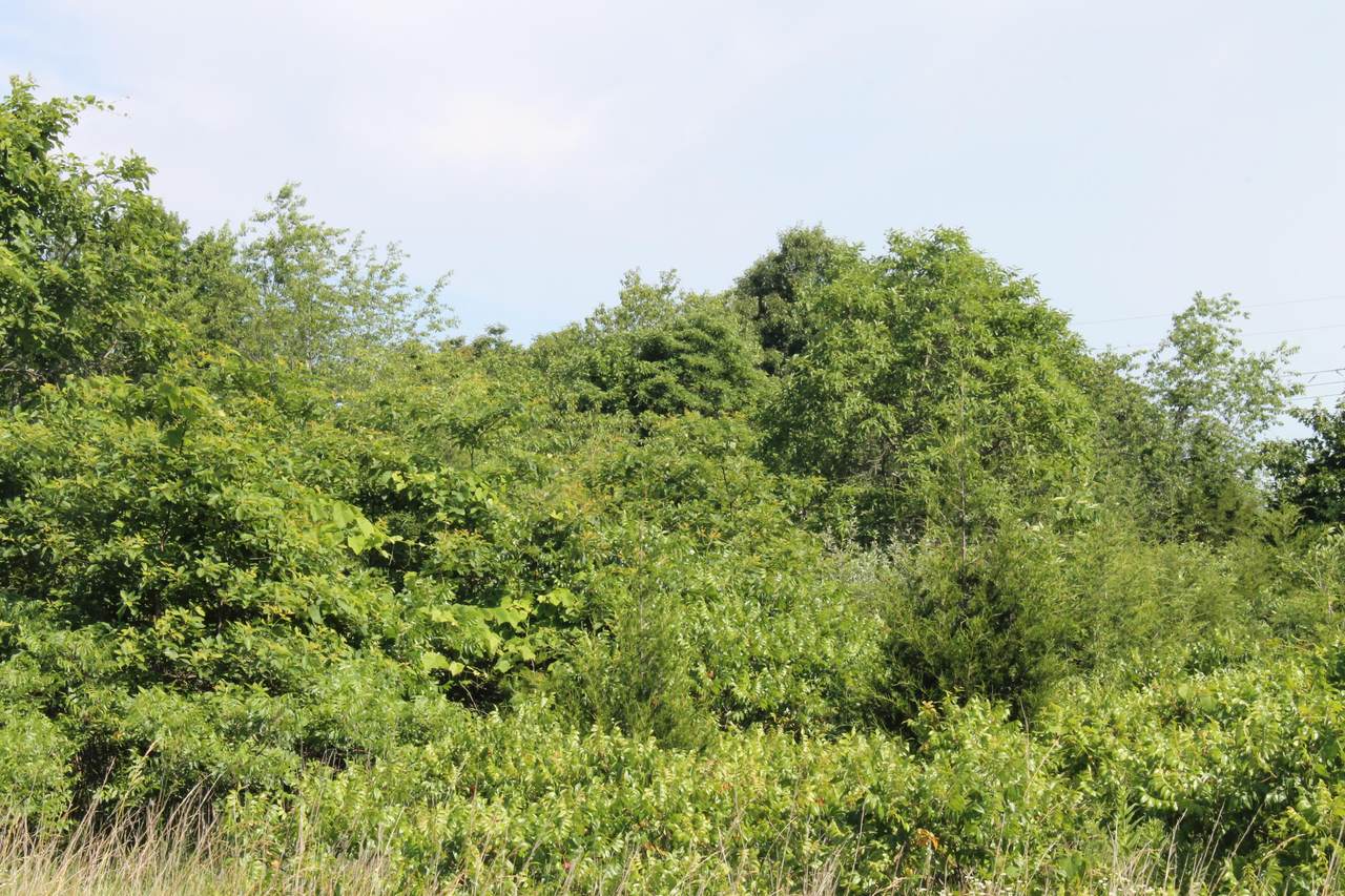 0 Chestnut Street - Photo 1